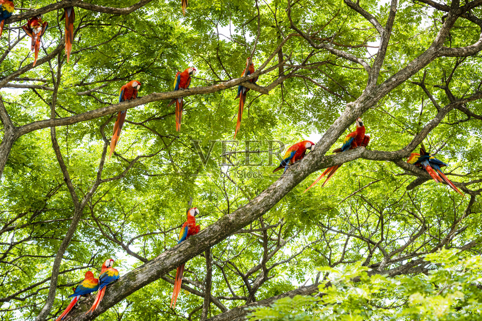 XXXL:野外的猩红色金刚鹦鹉群照片摄影图片