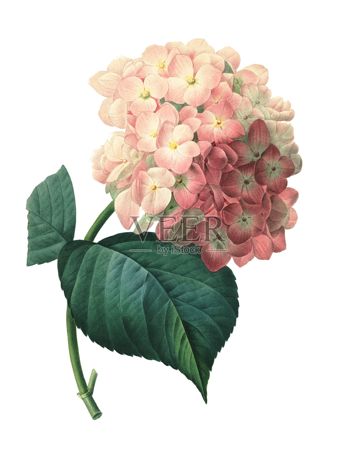 Hortensia | Redoute花卉插图设计元素图片