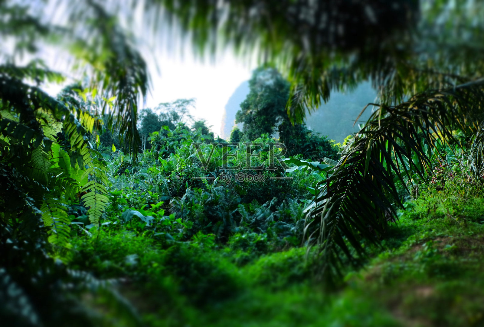 热带雨林照片摄影图片