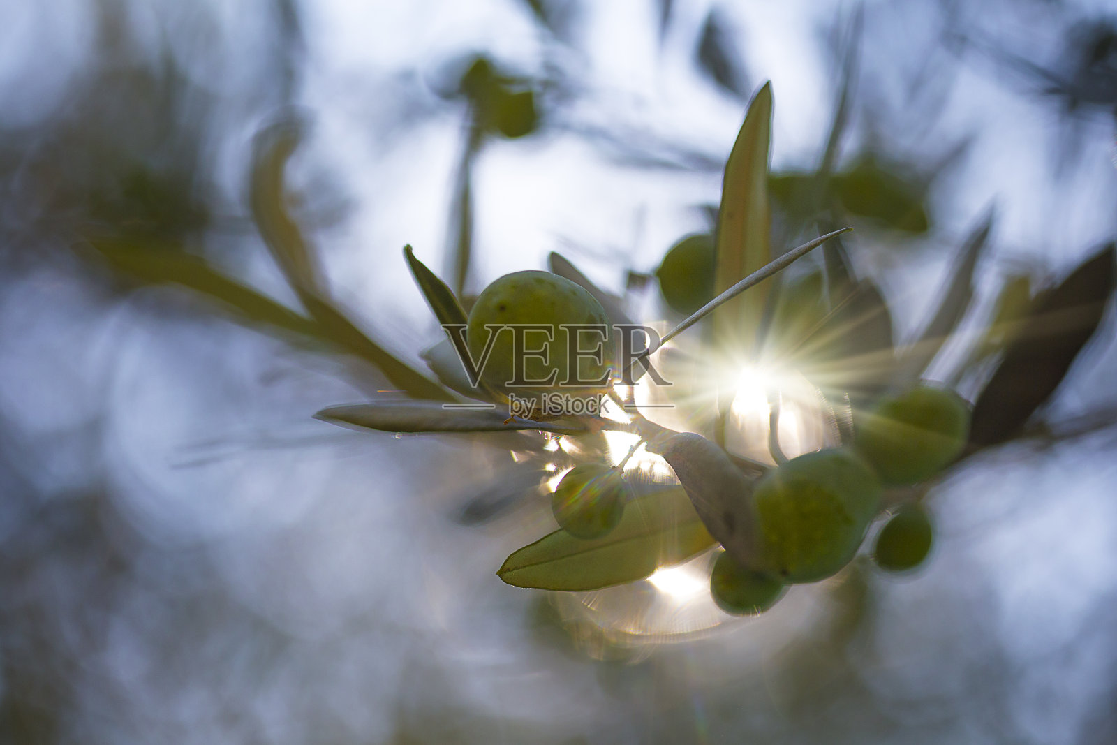 夕阳下的橄榄树照片摄影图片