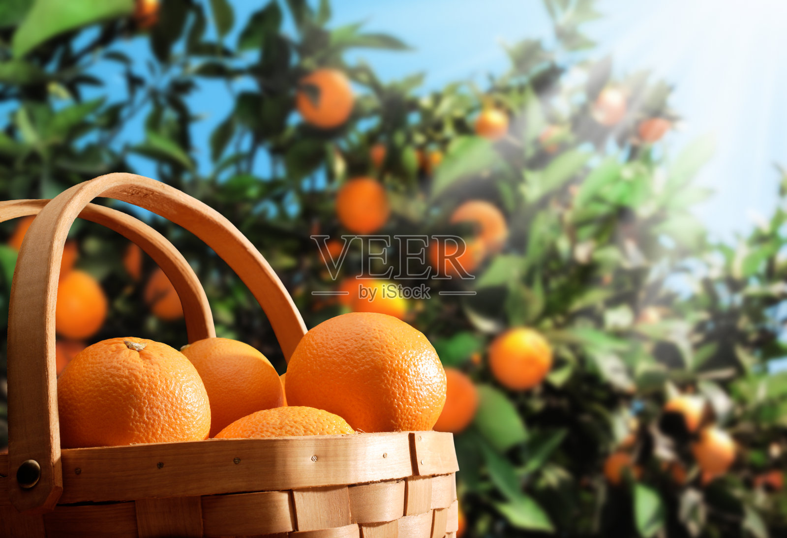橙色的花园照片摄影图片