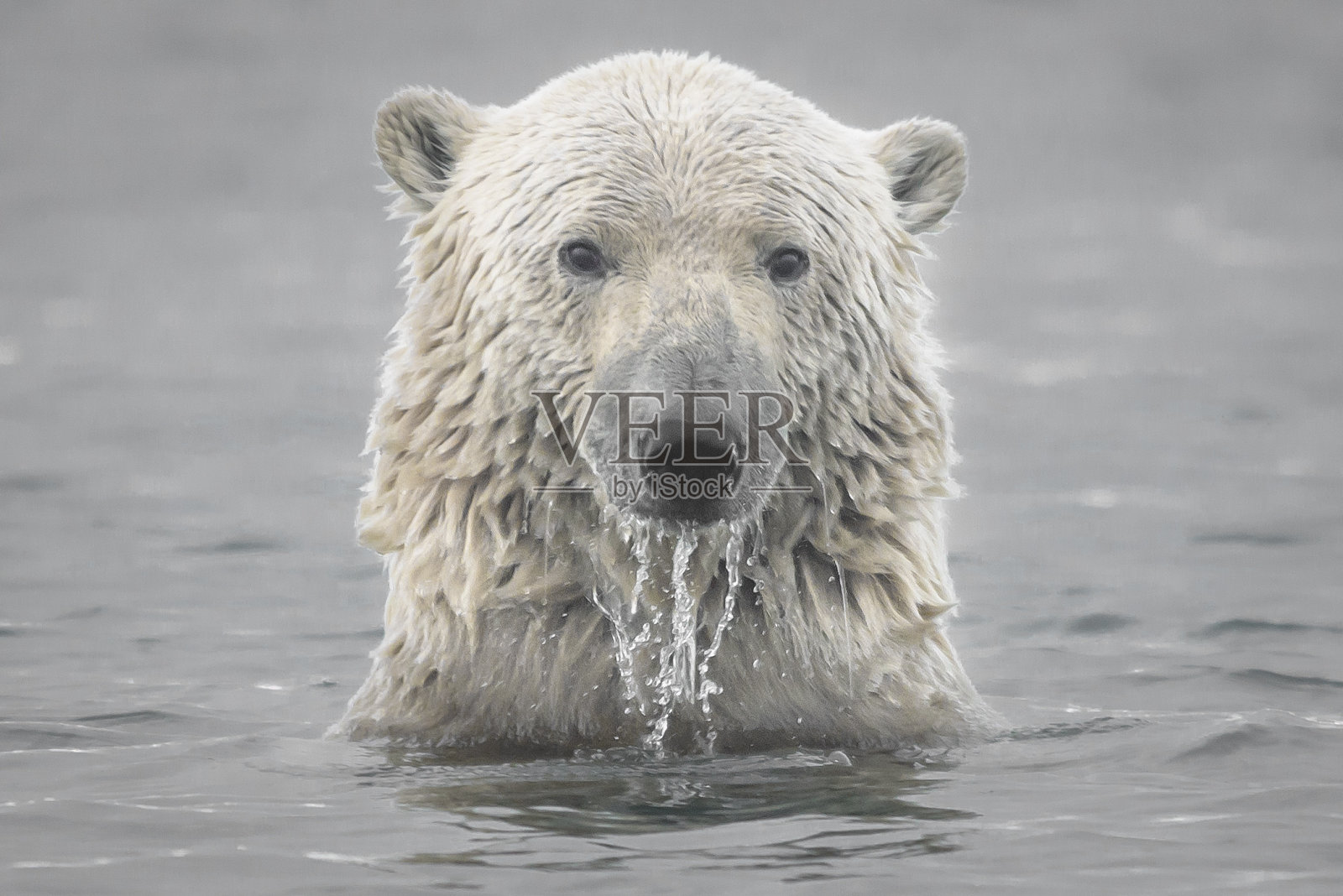 从北冰洋中露出的北极熊头照片摄影图片