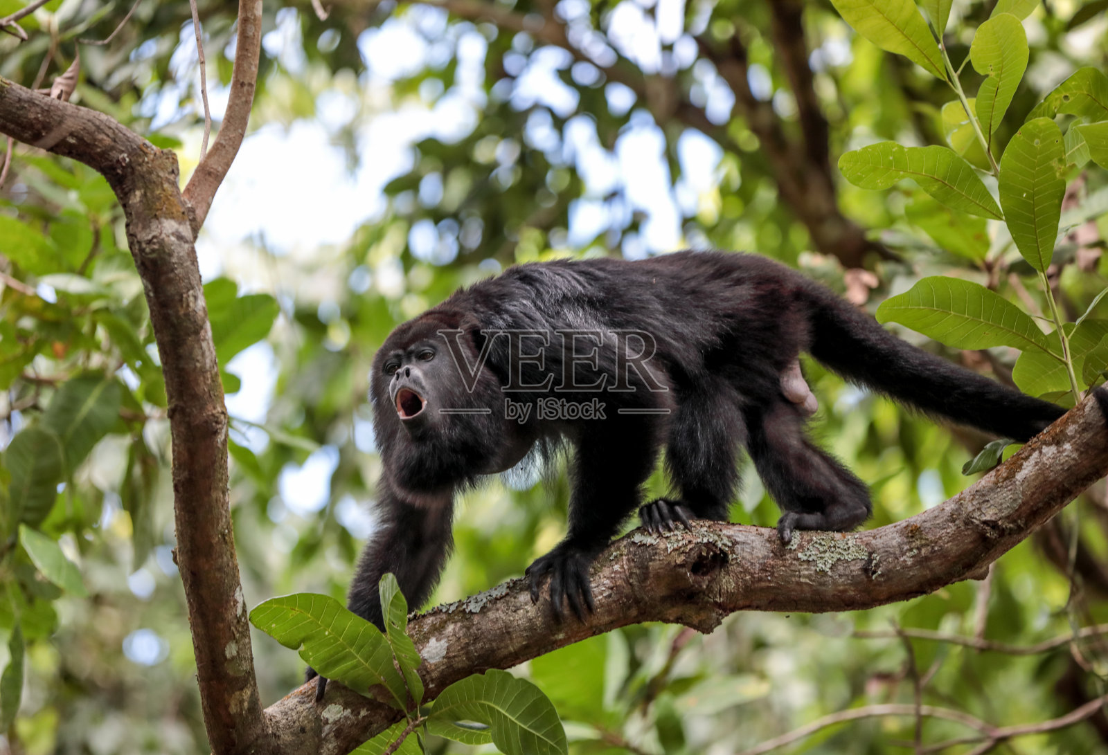咆哮猴站在伯利兹雨林的树枝上照片摄影图片