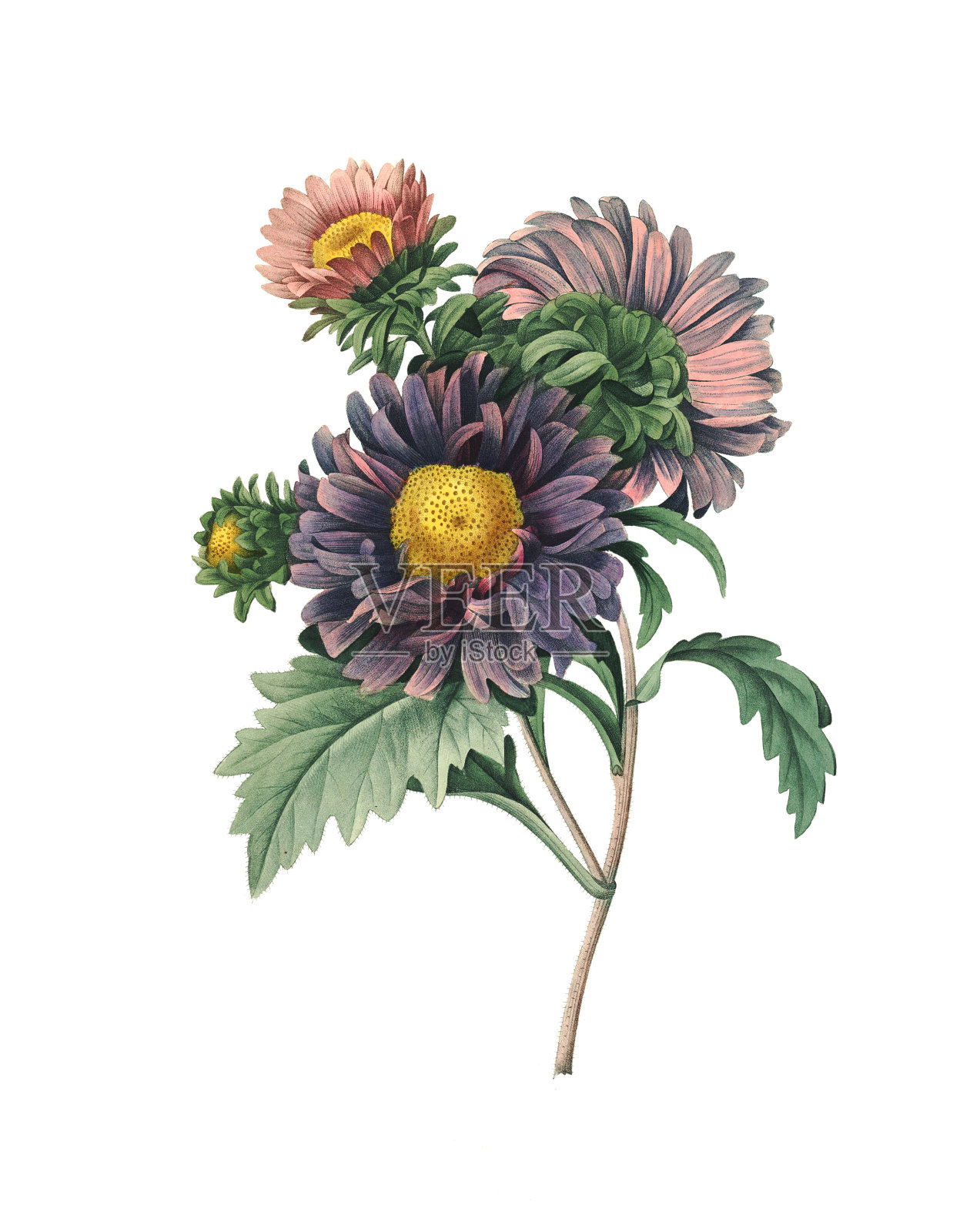 卡利斯泰弗斯 | Redoute 花卉插图设计元素图片