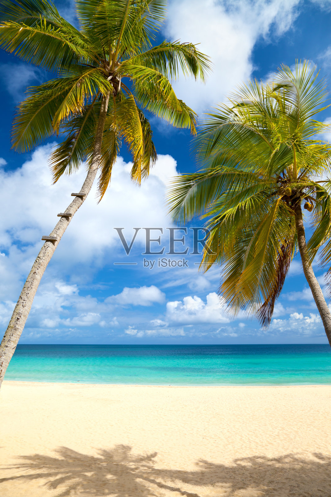 加勒比海热带海滩上的棕榈树照片摄影图片