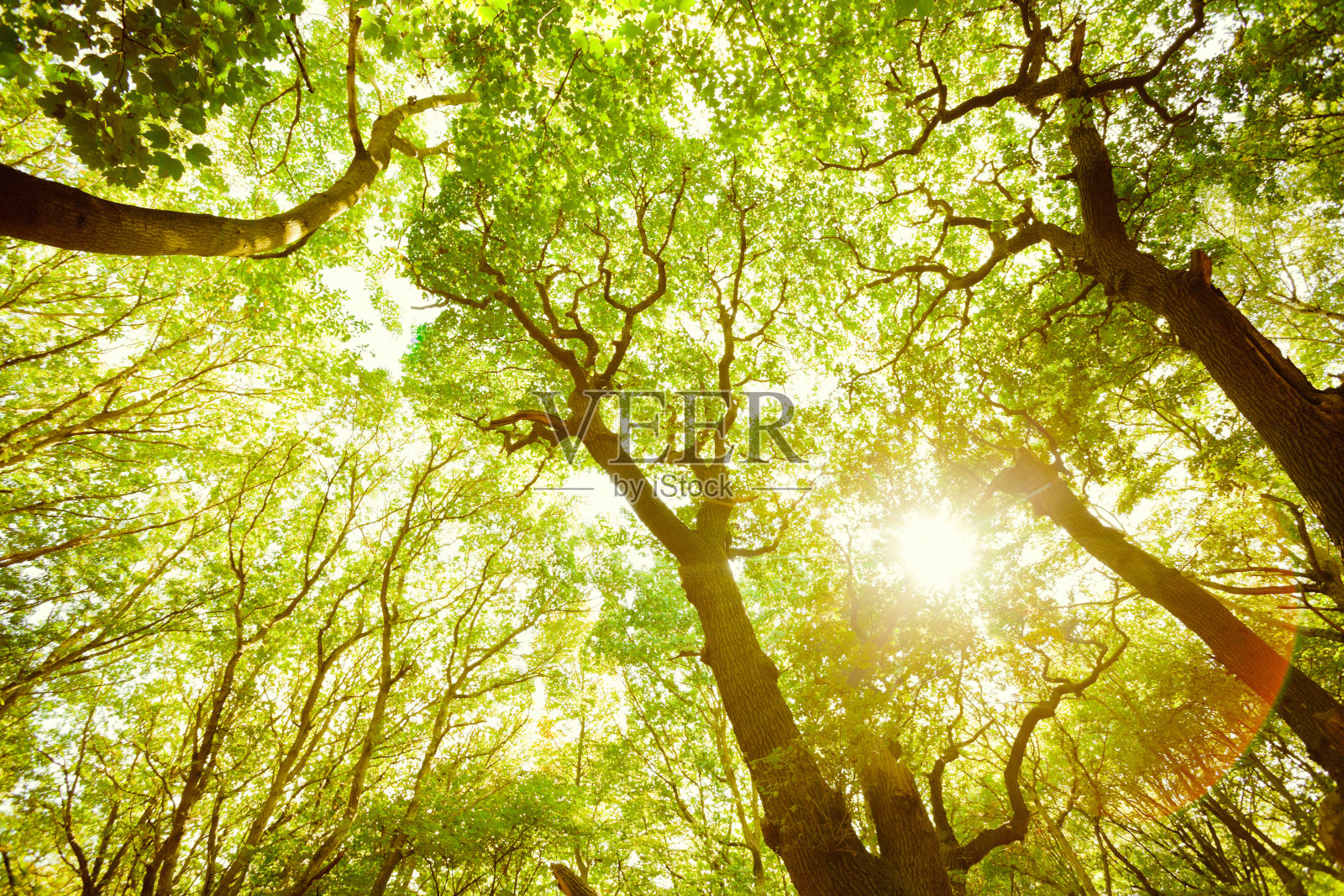 绿色茂密的森林和阳光透过树叶照片摄影图片