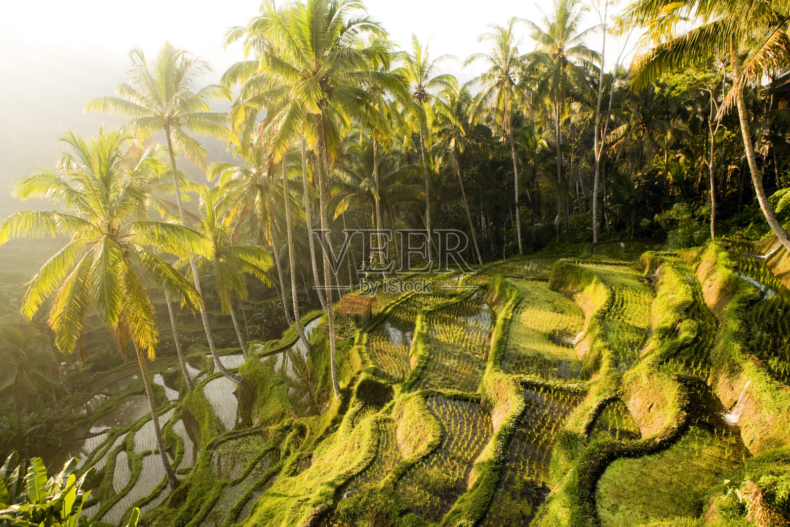 印尼乌布巴厘稻田照片摄影图片