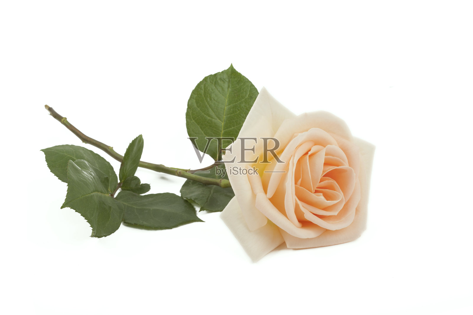 玫瑰孤立在白色背景上。照片摄影图片