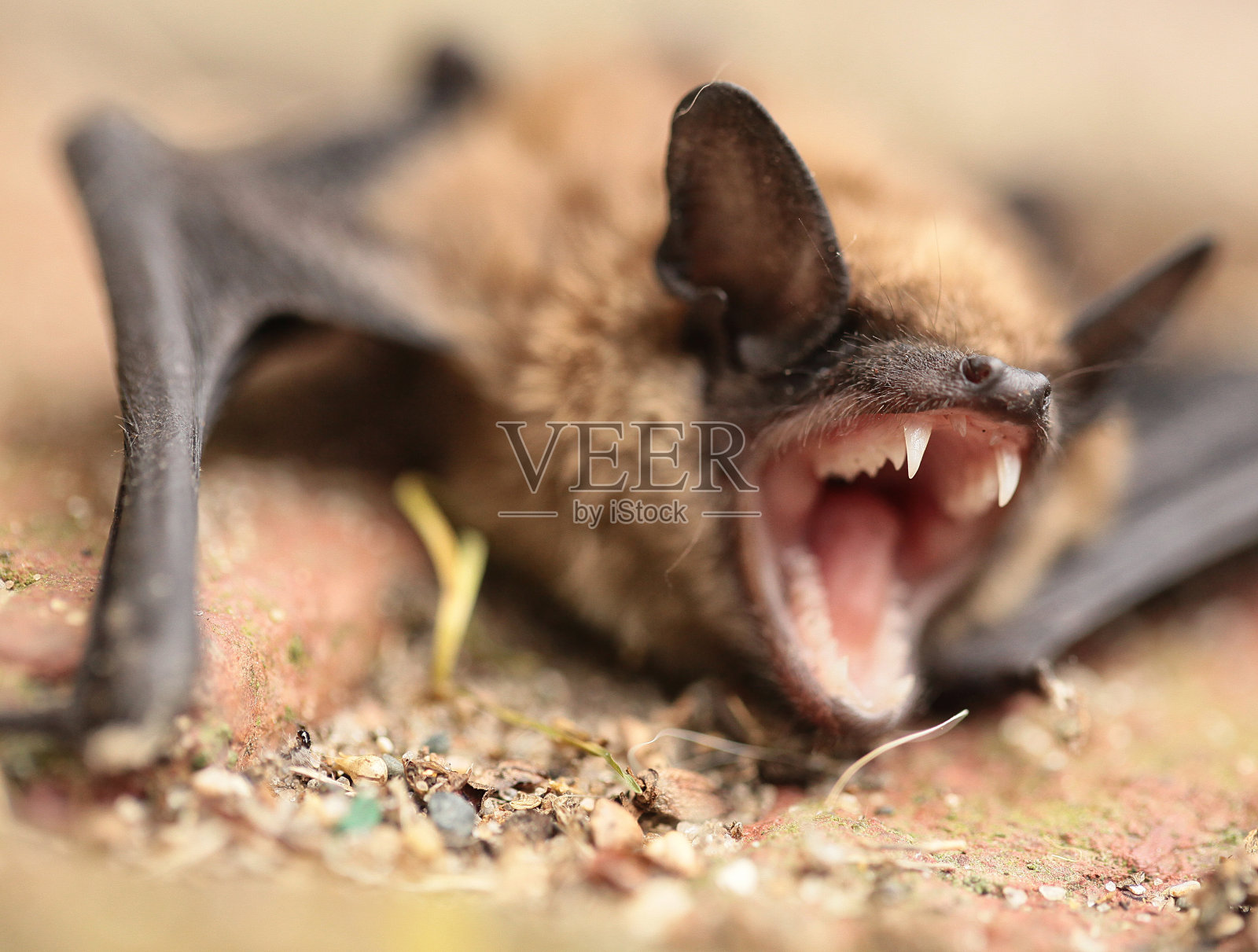 蝙蝠笑嘻嘻的照片摄影图片