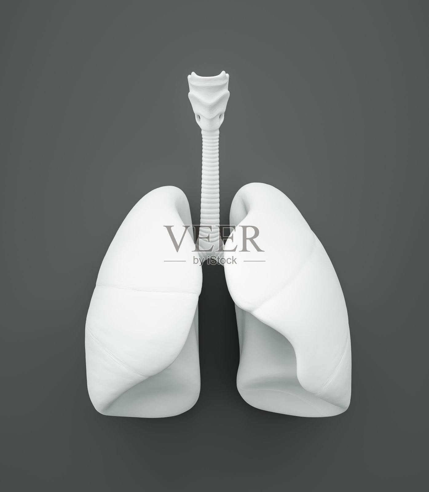 肺，灰色背景照片摄影图片