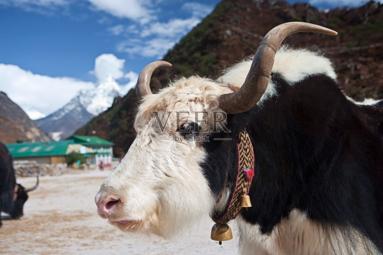 喜马拉雅山村的牦牛，珠穆朗玛峰国家公园照片摄影图片