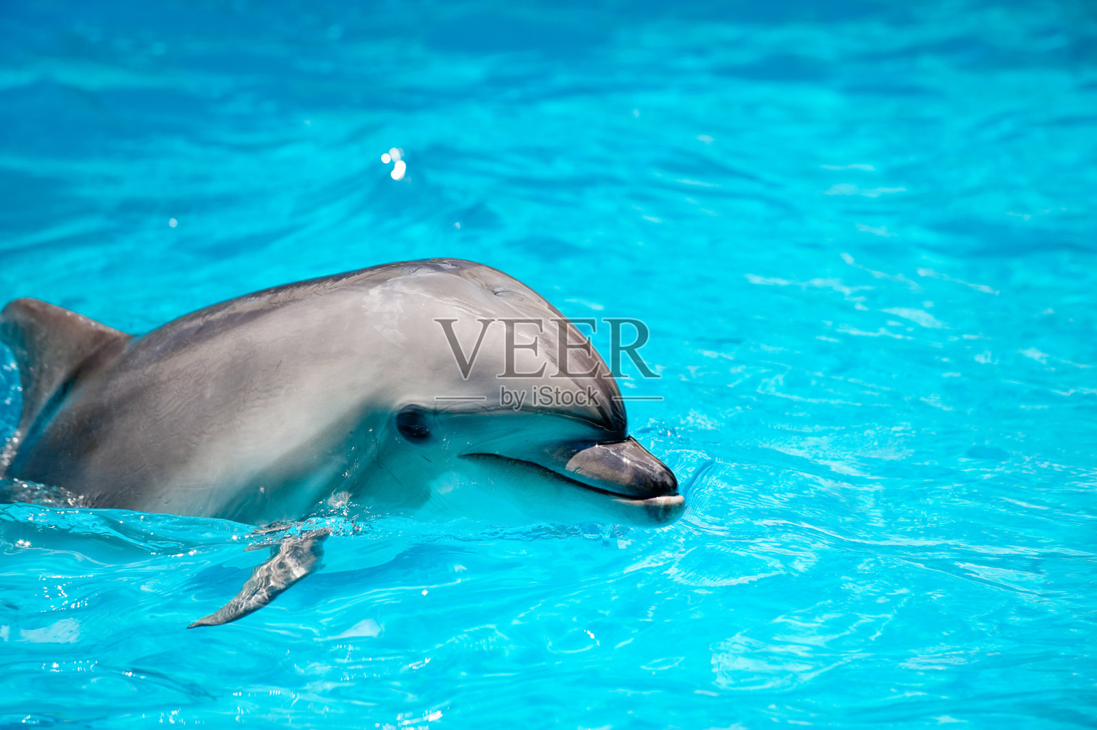 蓝色海水中的海豚照片摄影图片