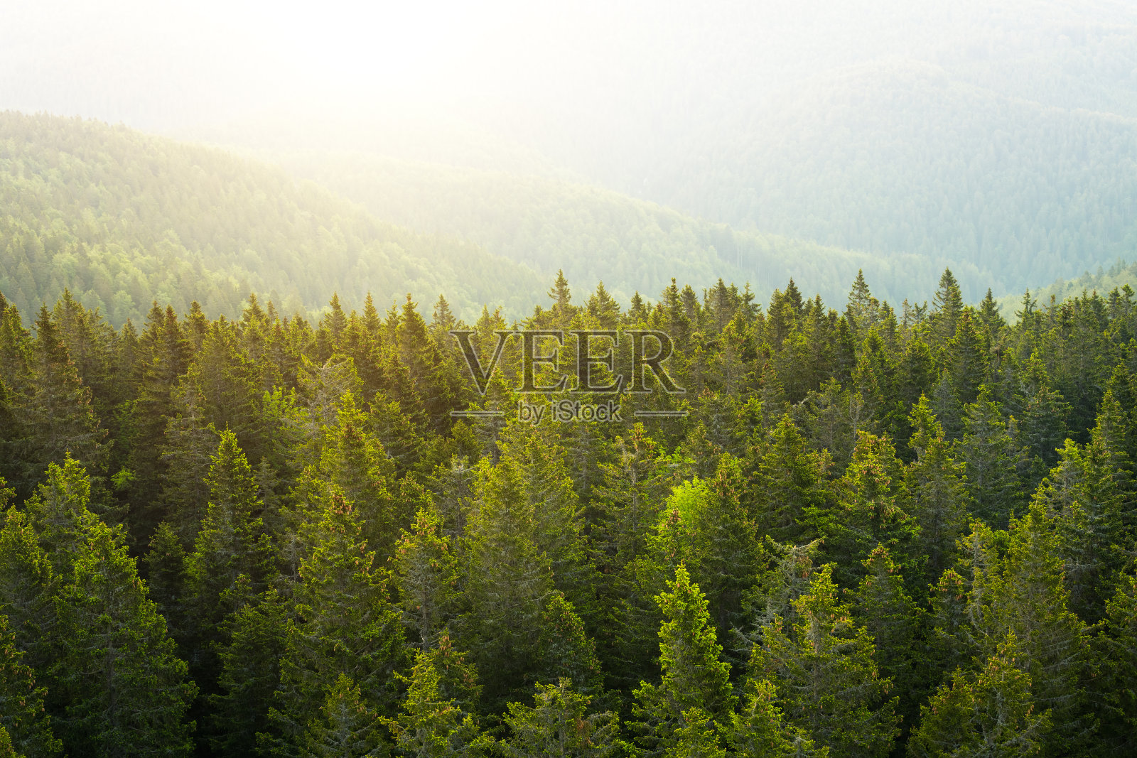 鸟瞰日出时的松树林照片摄影图片