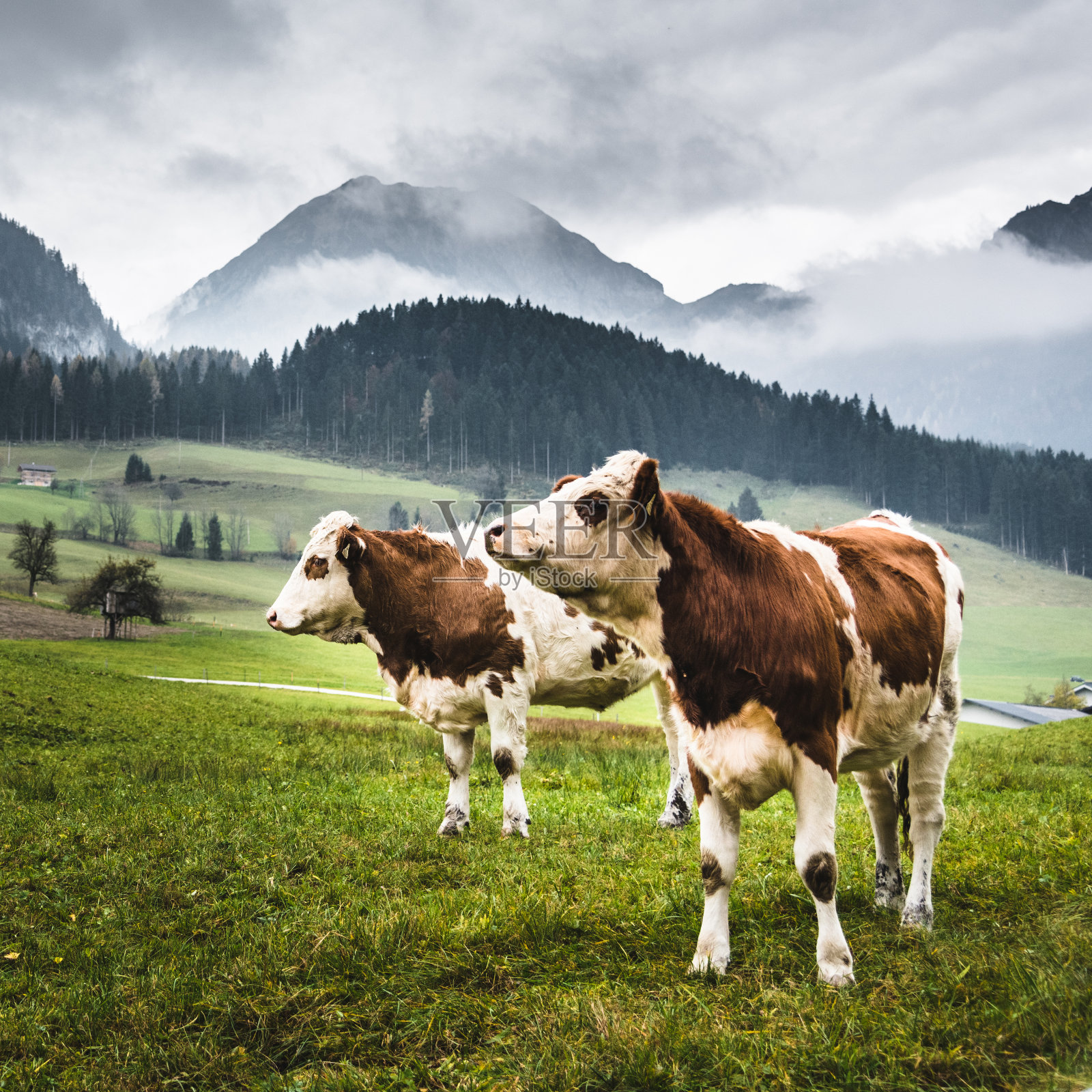 野牛在阿尔卑斯山为牧场照片摄影图片
