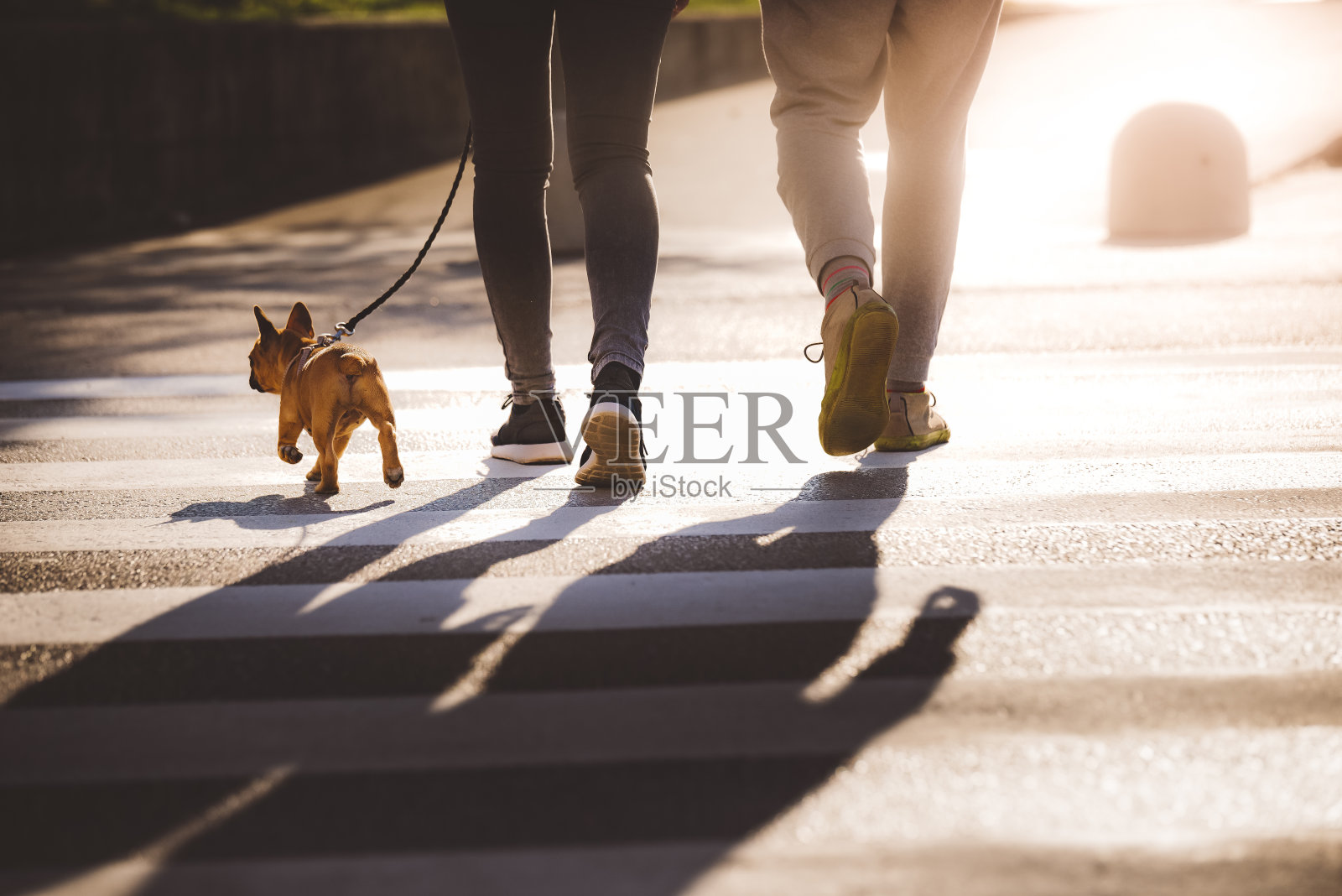 狗，女孩和一个男孩在人行横道上照片摄影图片