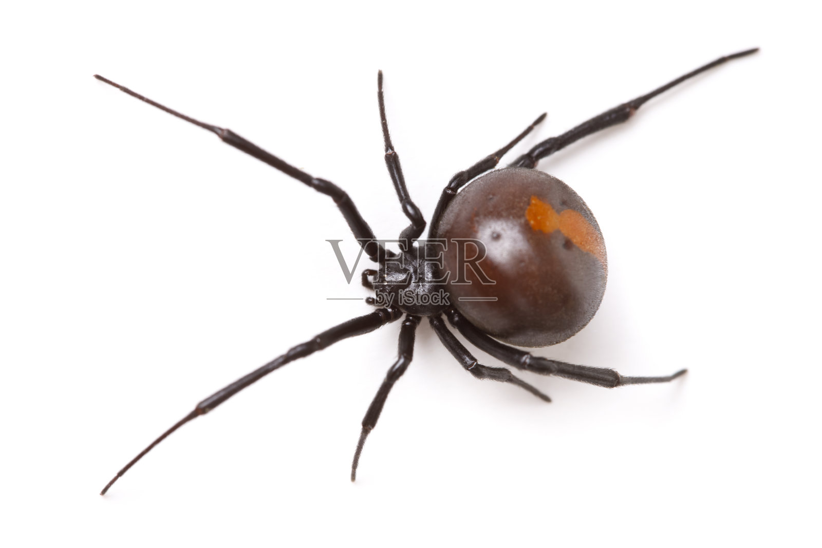 红背蜘蛛(Latrodectus Hasselti)孤立照片摄影图片