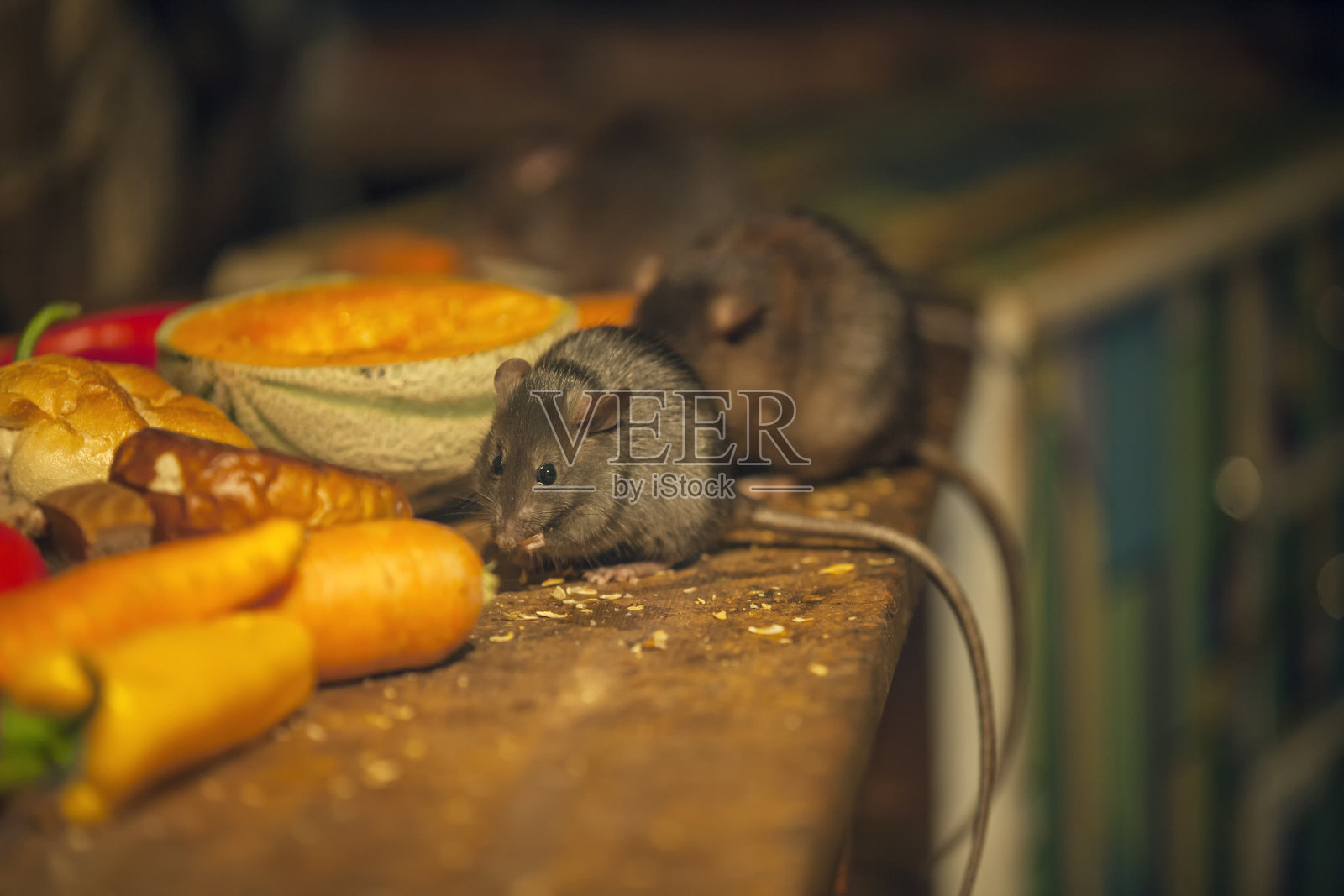 老鼠在脏乱的厨房里吃东西照片摄影图片