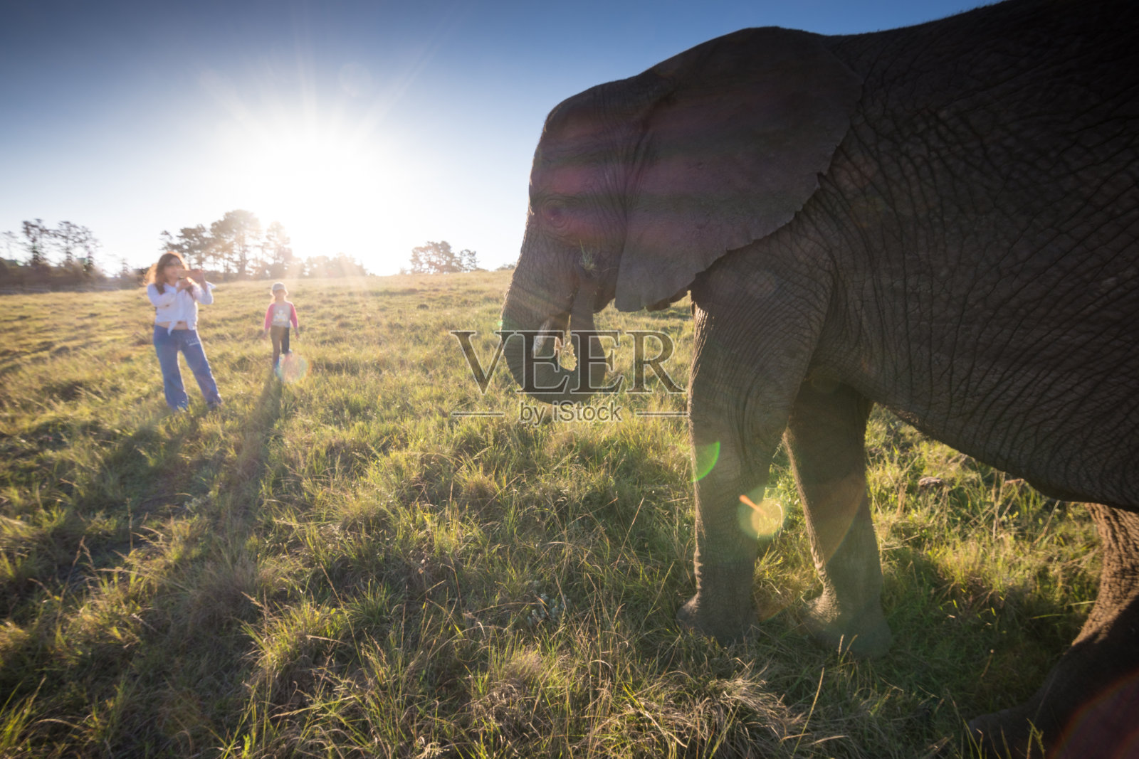 游客站在非洲大象面前照片摄影图片