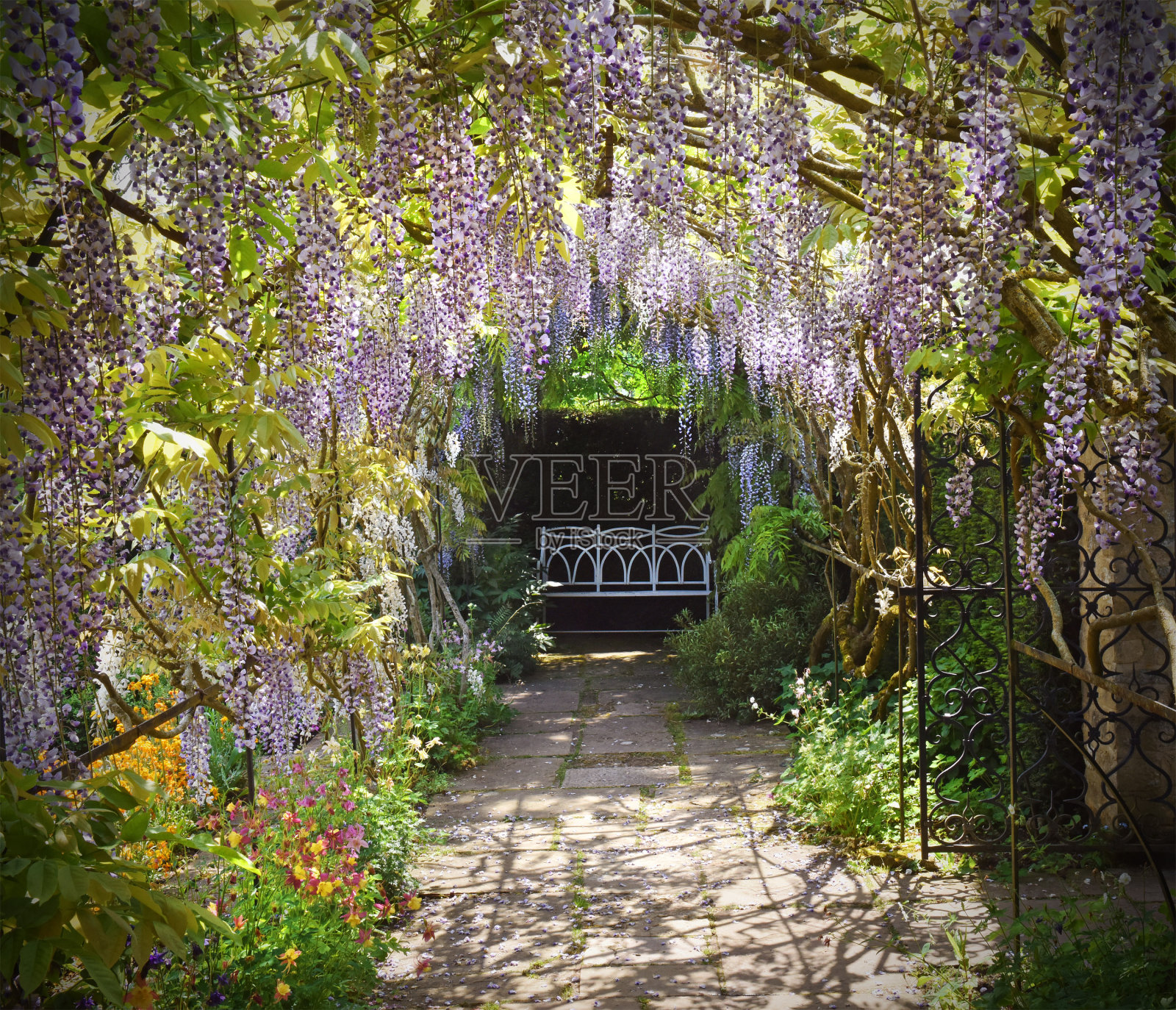 紫藤在花园照片摄影图片
