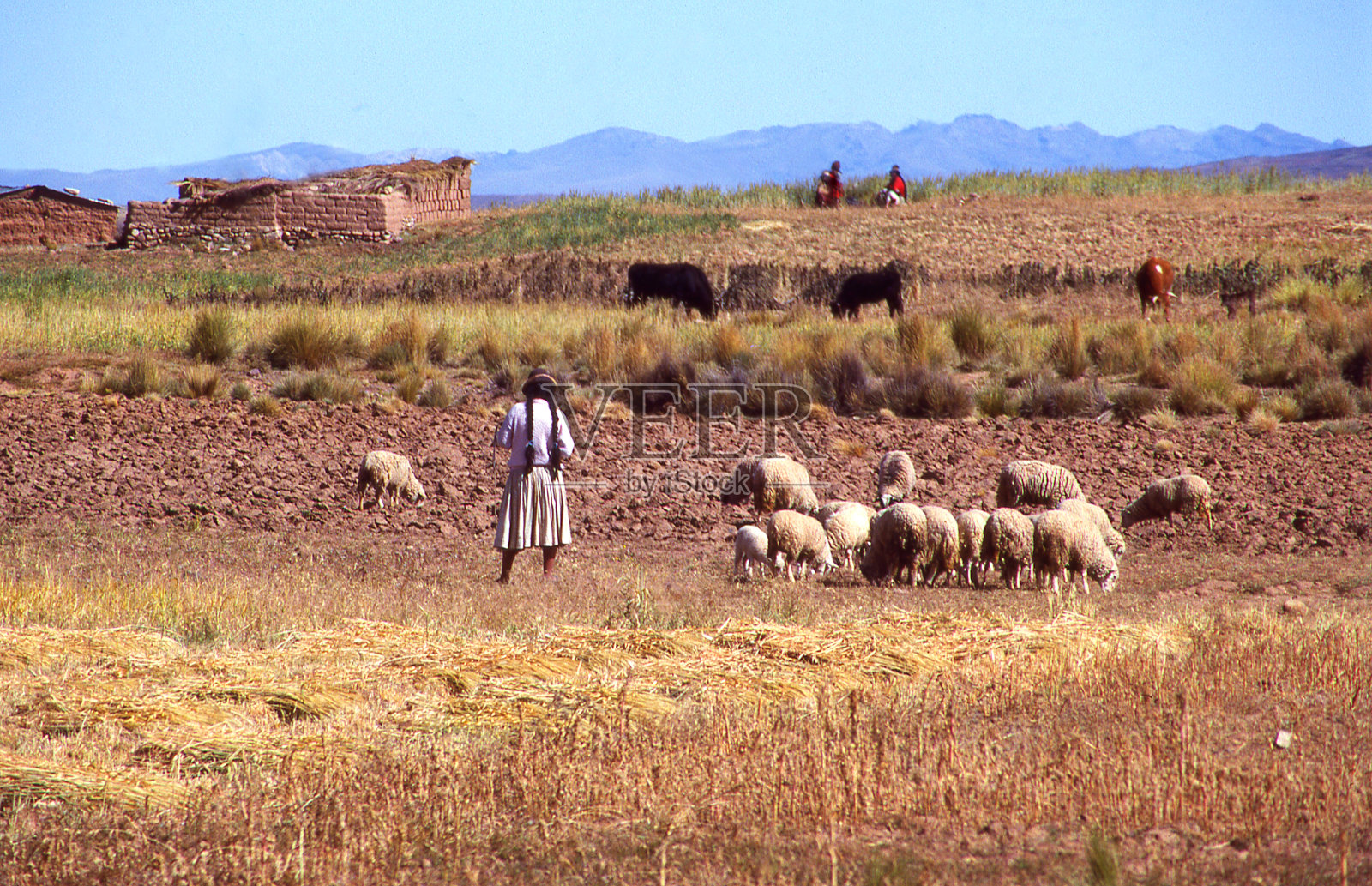 南美玻利维亚高原上的牧羊女和羊群照片摄影图片