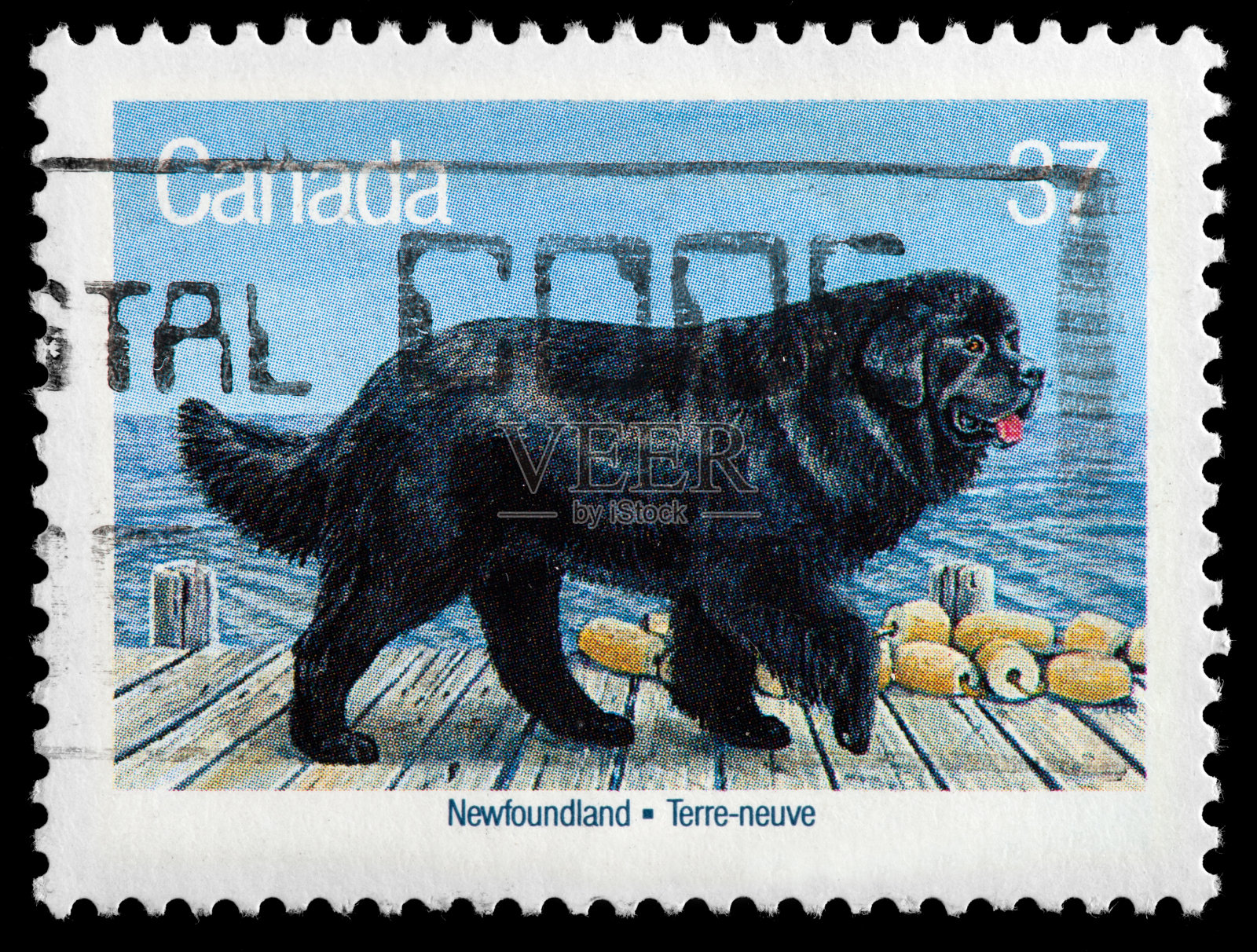 纽芬兰狗复古邮票照片摄影图片