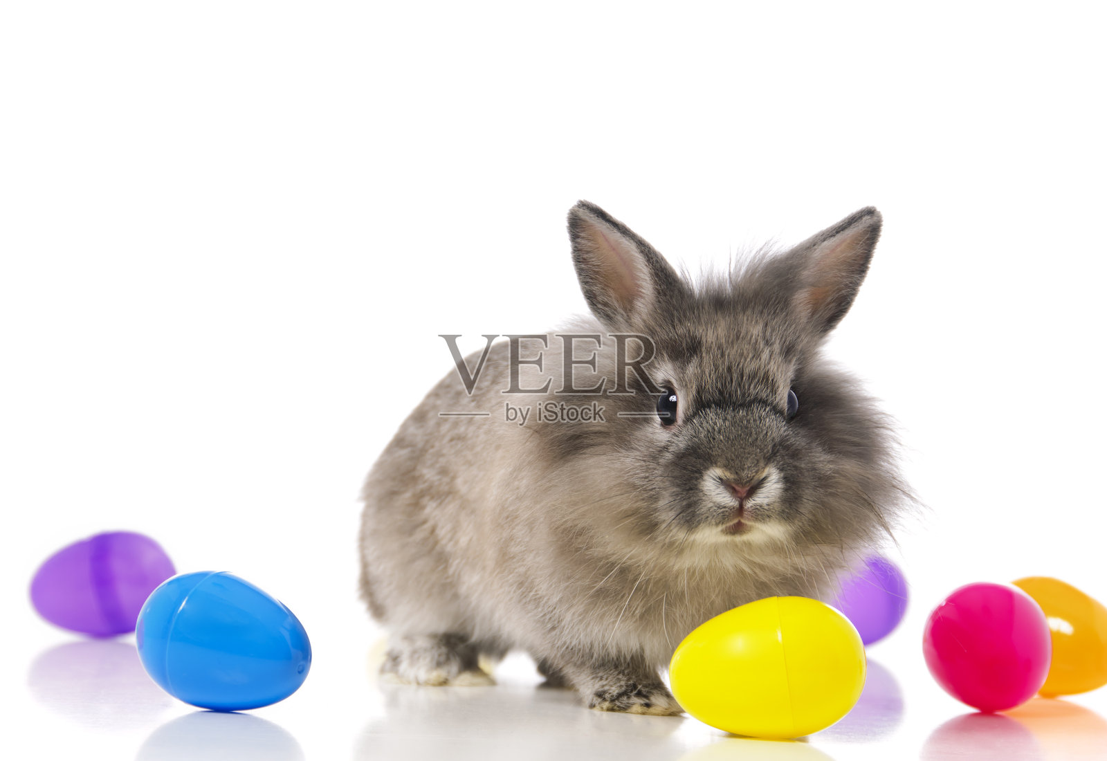 复活节兔子照片摄影图片