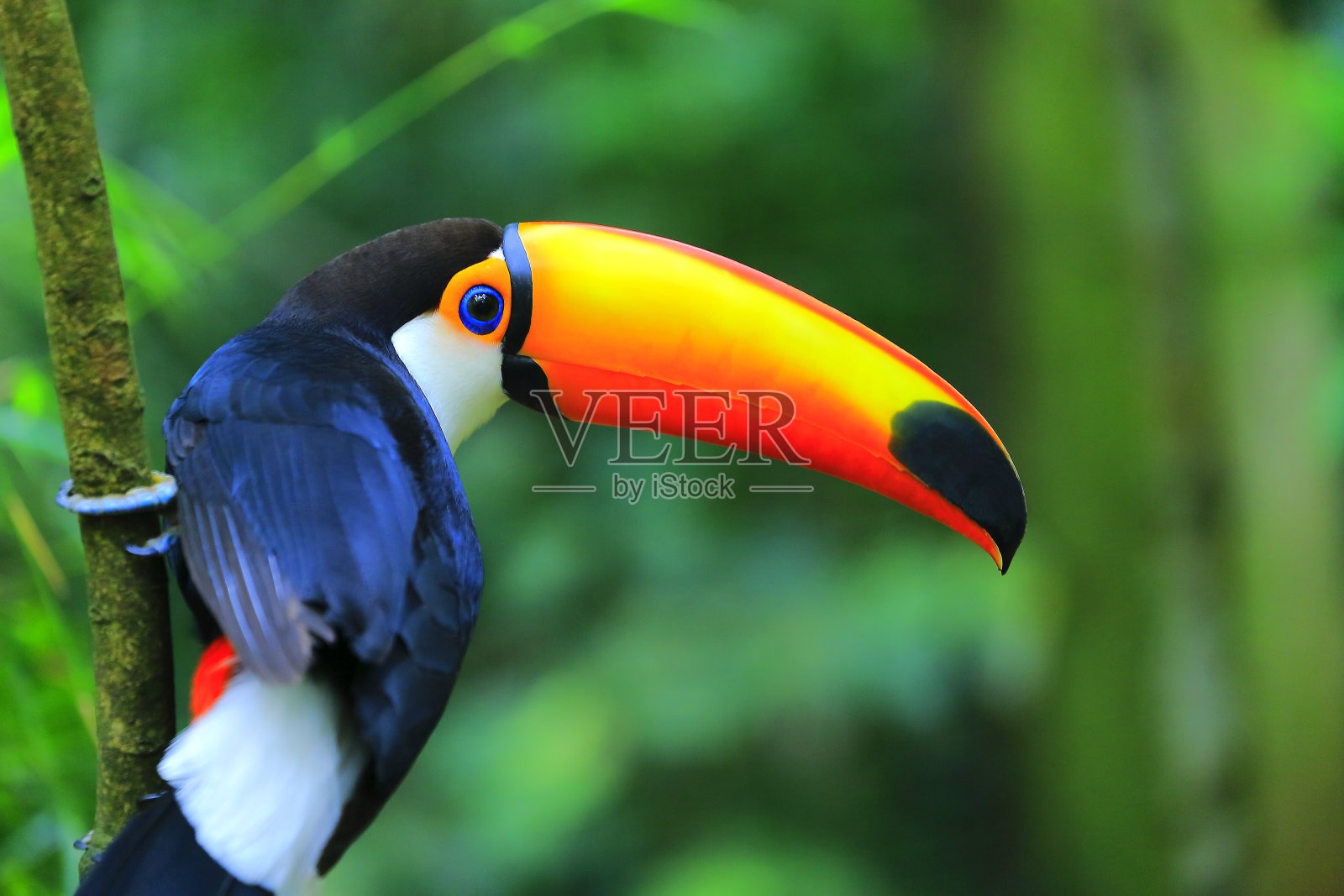 彩色可爱的巨嘴鸟热带鸟，巴西亚马逊-模糊的绿色背景照片摄影图片