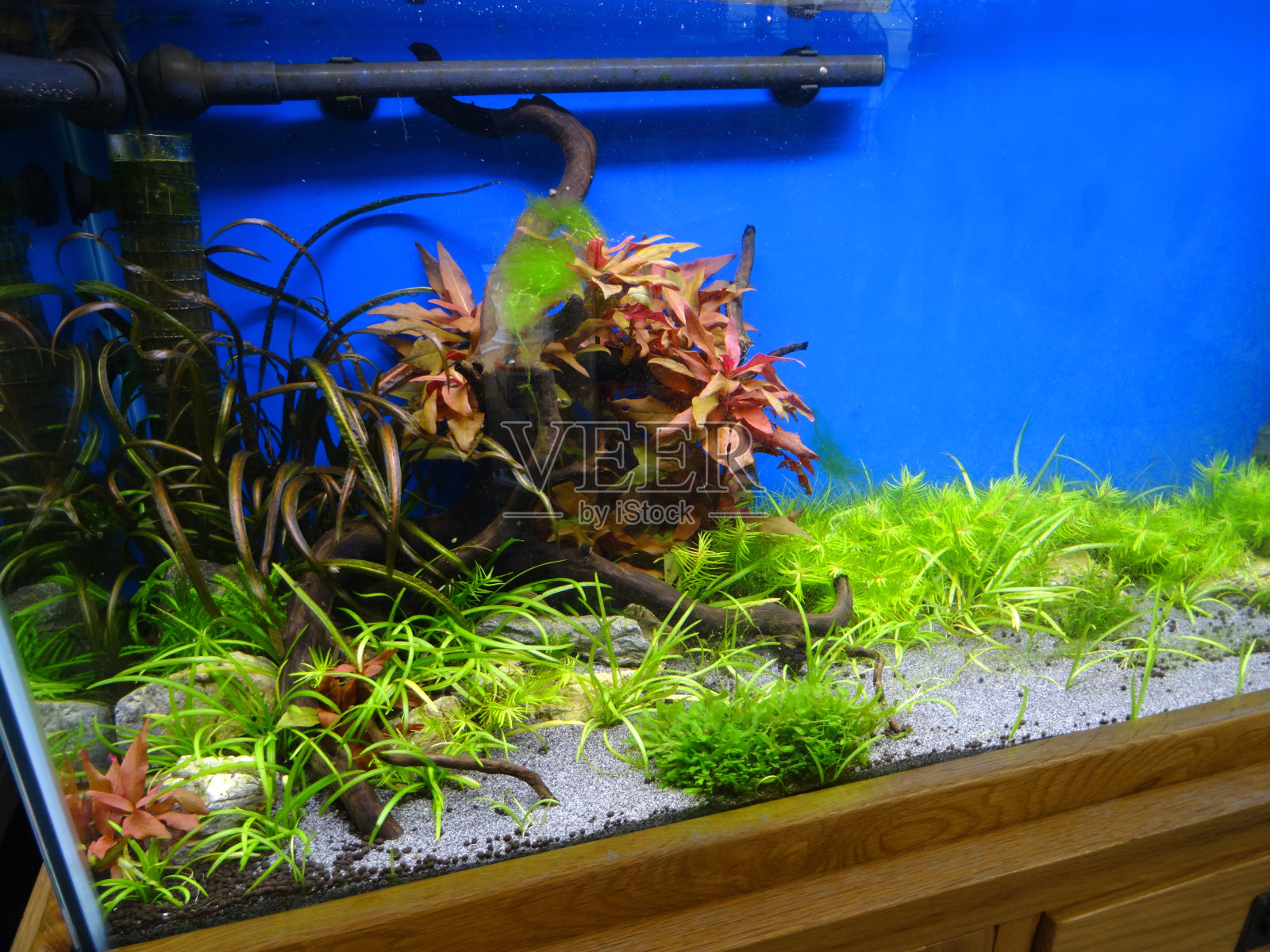 种植淡水热带水族馆的图像，与植物/池塘草景观照片摄影图片