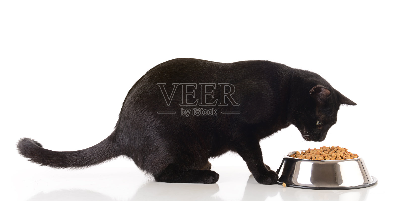 黑猫吃干猫粮照片摄影图片