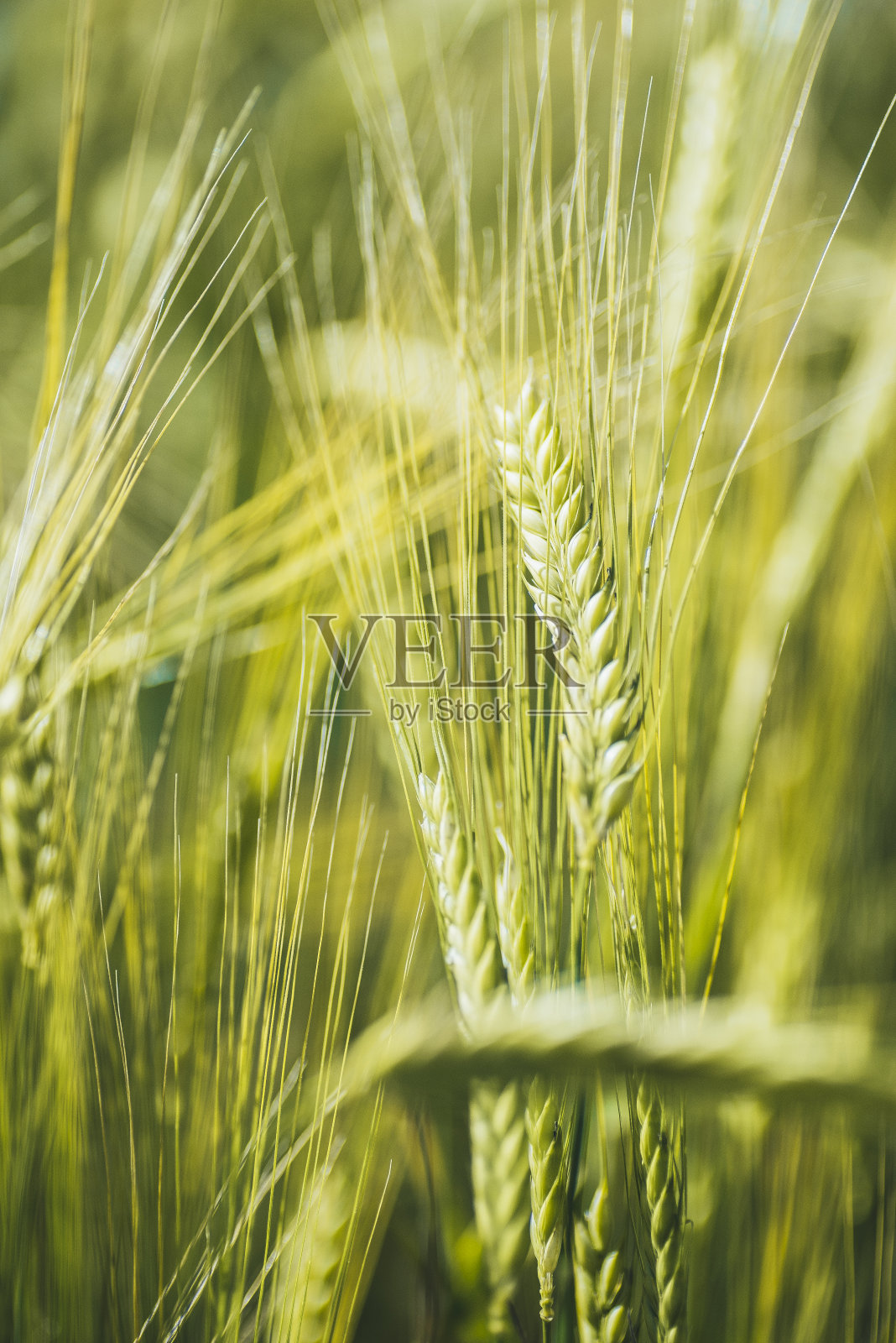 小麦的细节照片摄影图片