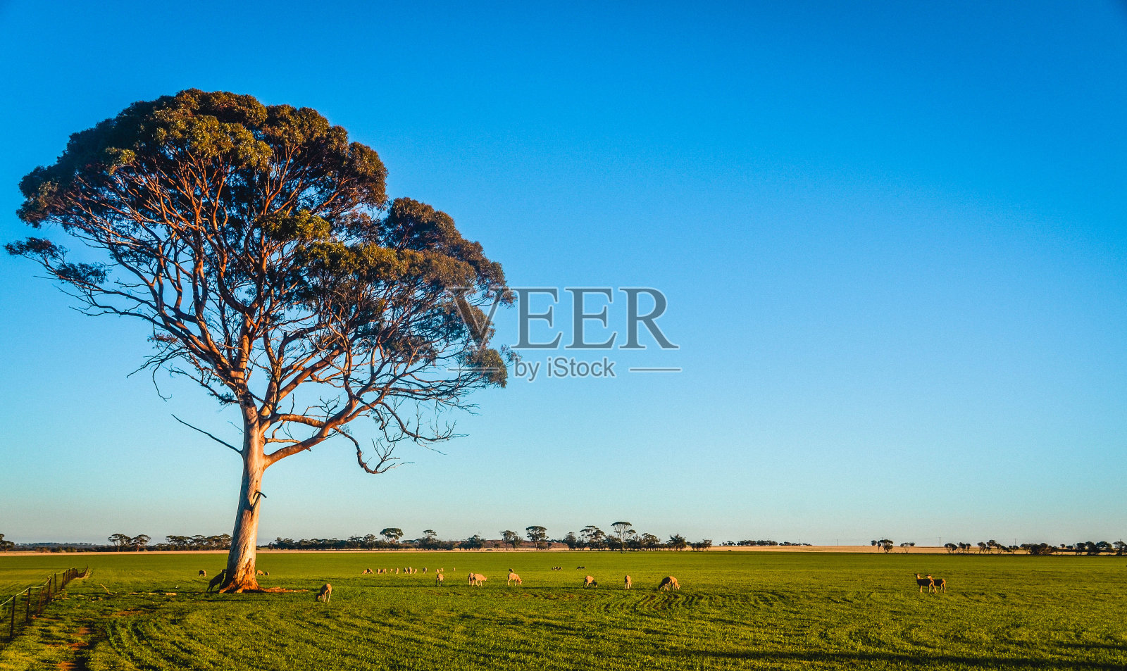一群羊在一棵孤独的树下吃草照片摄影图片