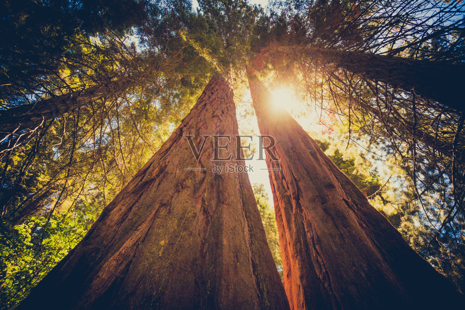 红杉林和阳光透过树叶照片摄影图片