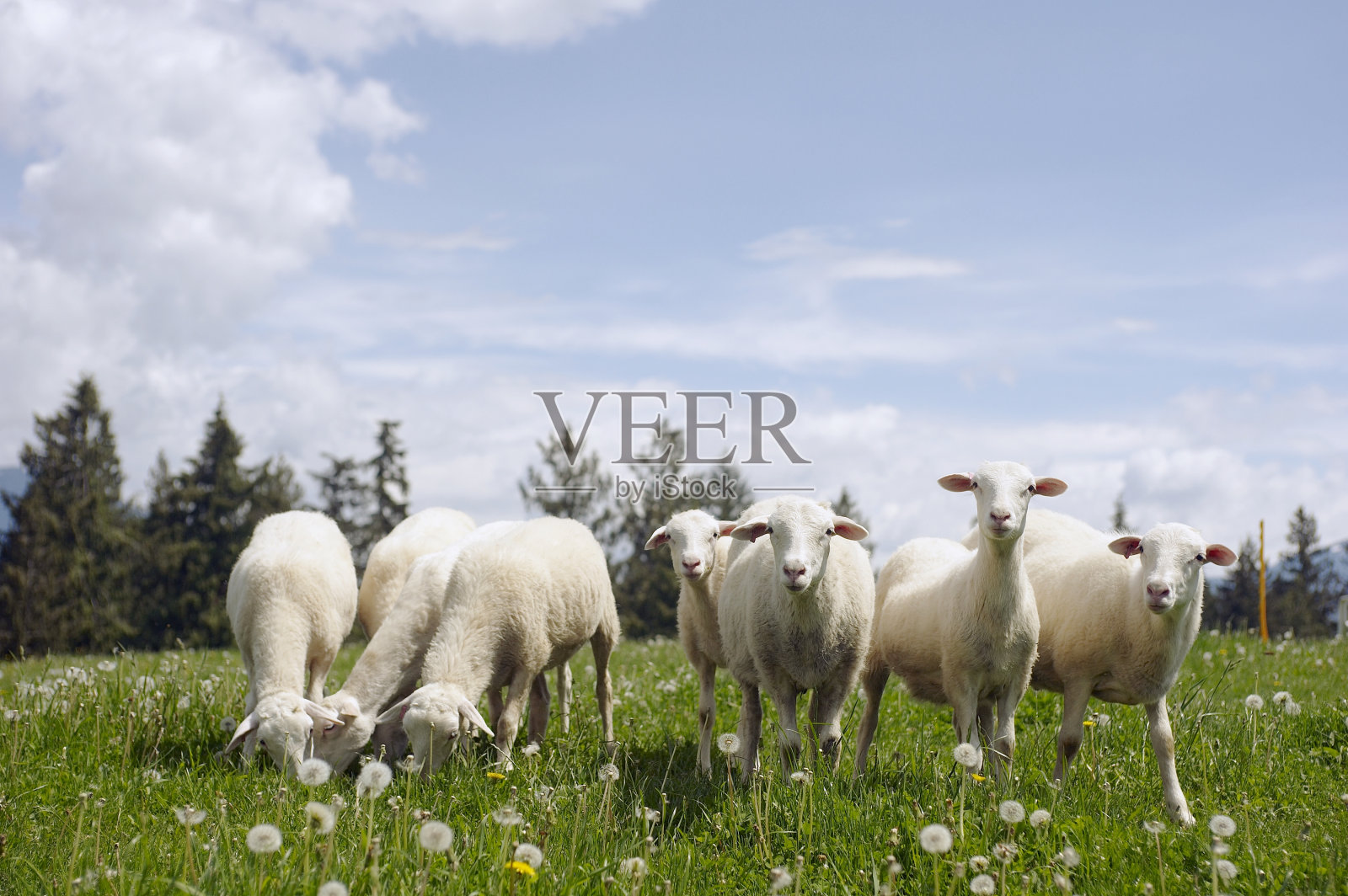 羊在田野里吃草照片摄影图片