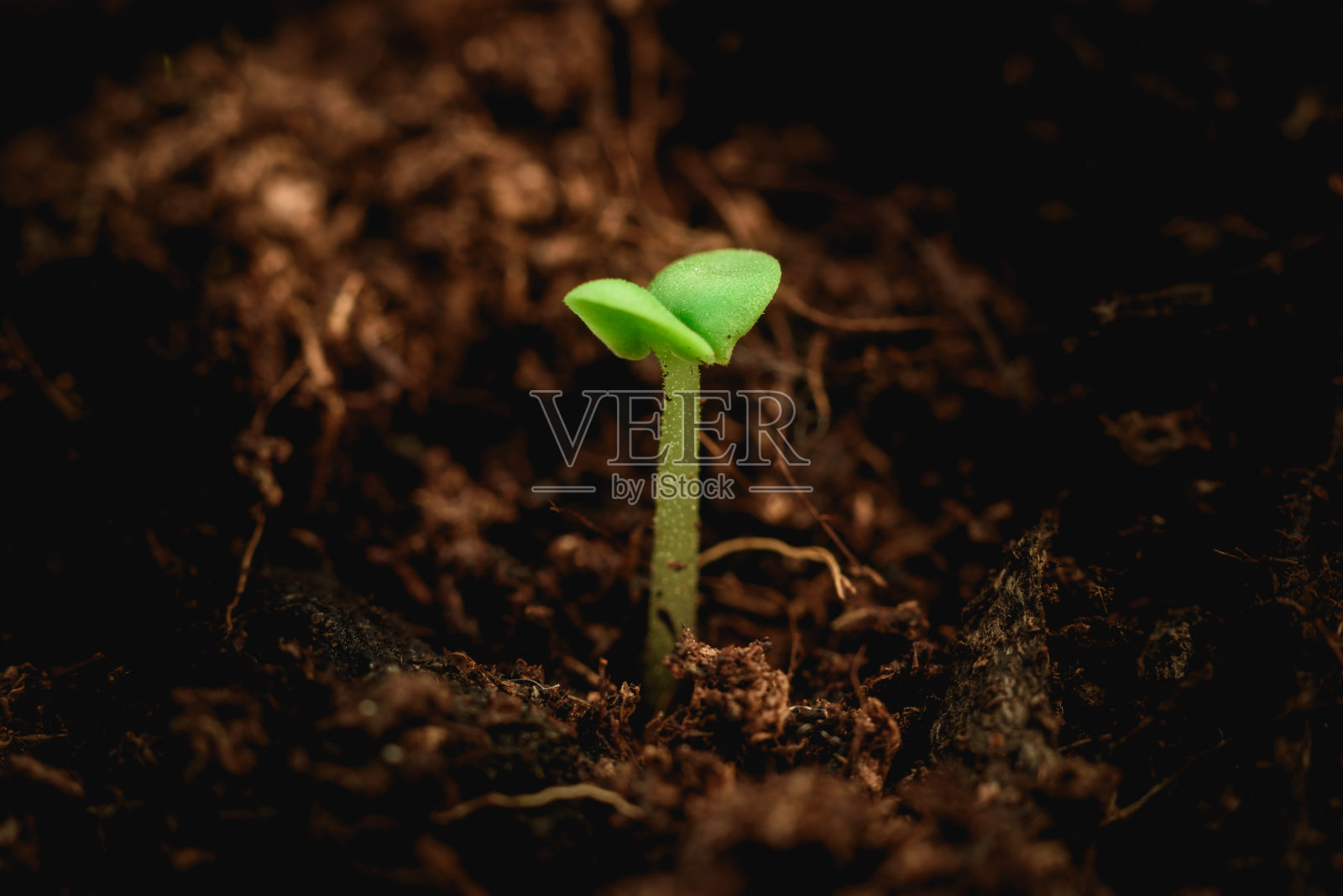 新的植物种子从土壤中发芽照片摄影图片