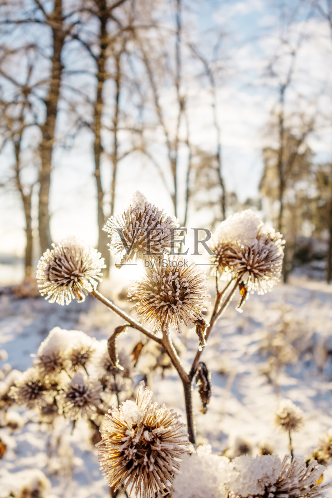 12月挪威奥斯陆，蓟与雪和霜照片摄影图片