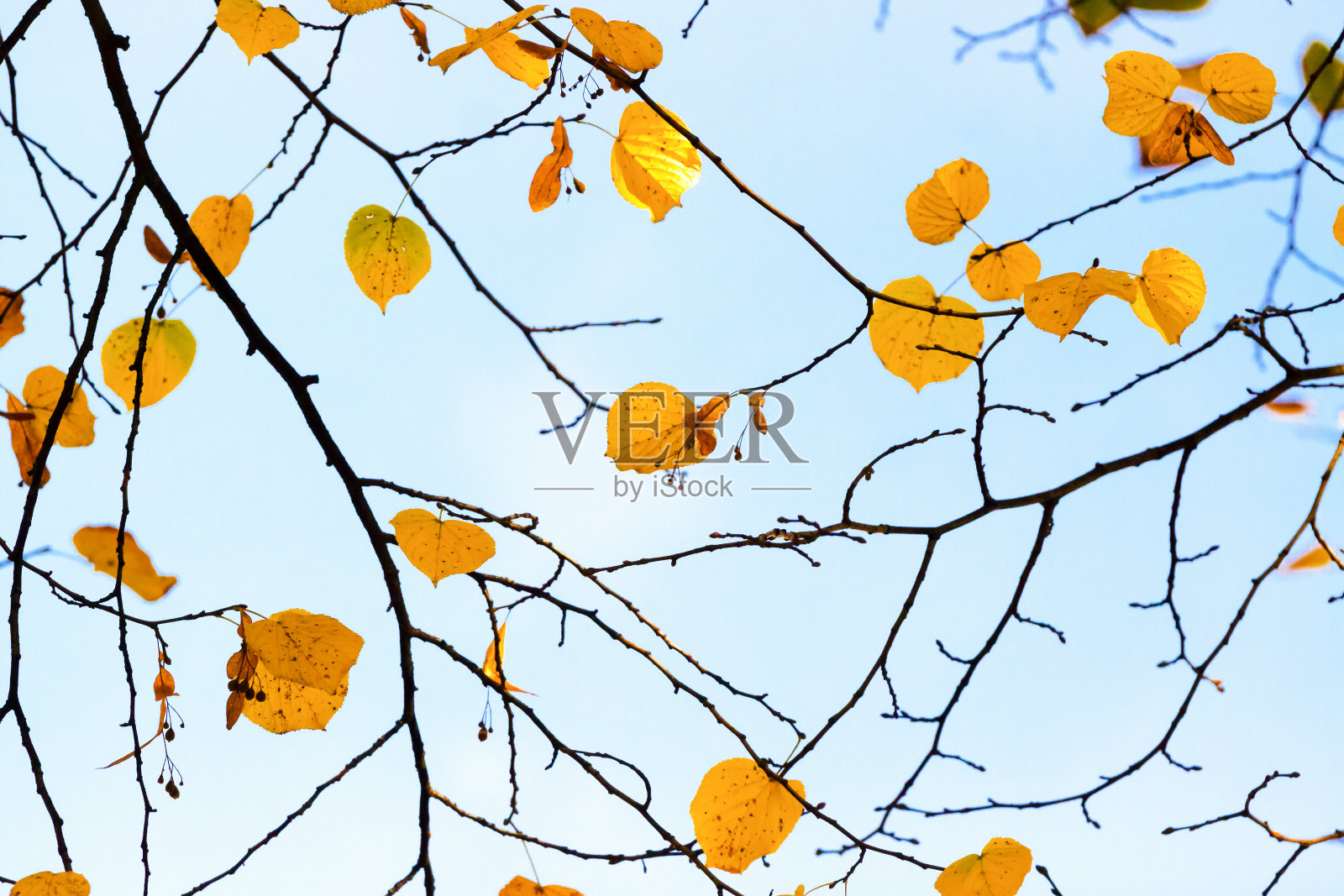 秋天，美丽的自然背景与复制空间照片摄影图片