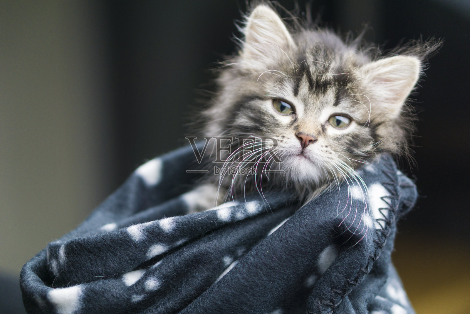 一只五周大的缅因猫被裹在温暖的毯子里。照片摄影图片