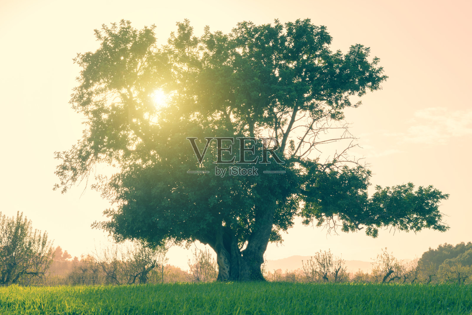 山上一棵巨大的单棵树——角豆树照片摄影图片