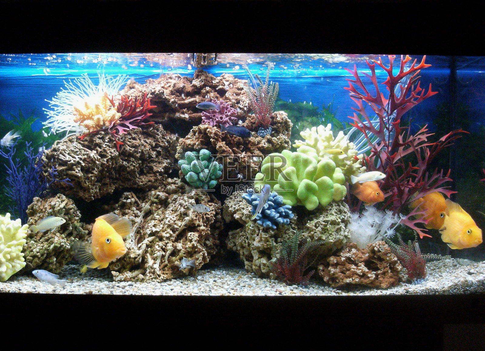 海洋效果热带水族馆与鹦鹉慈鲷鱼照片摄影图片