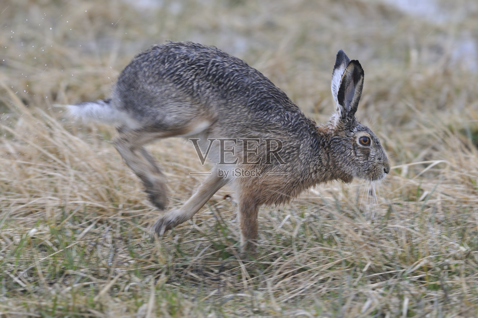 欧洲野兔照片摄影图片