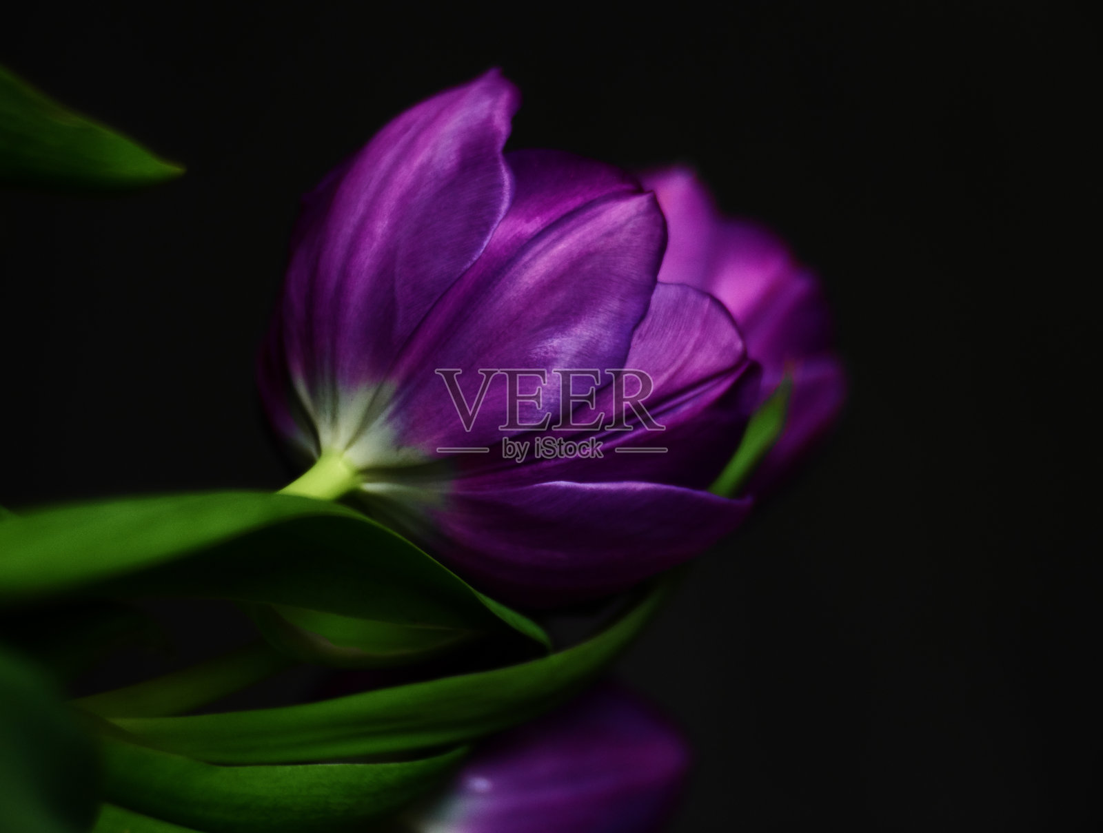 紫色郁金香的背景照片摄影图片