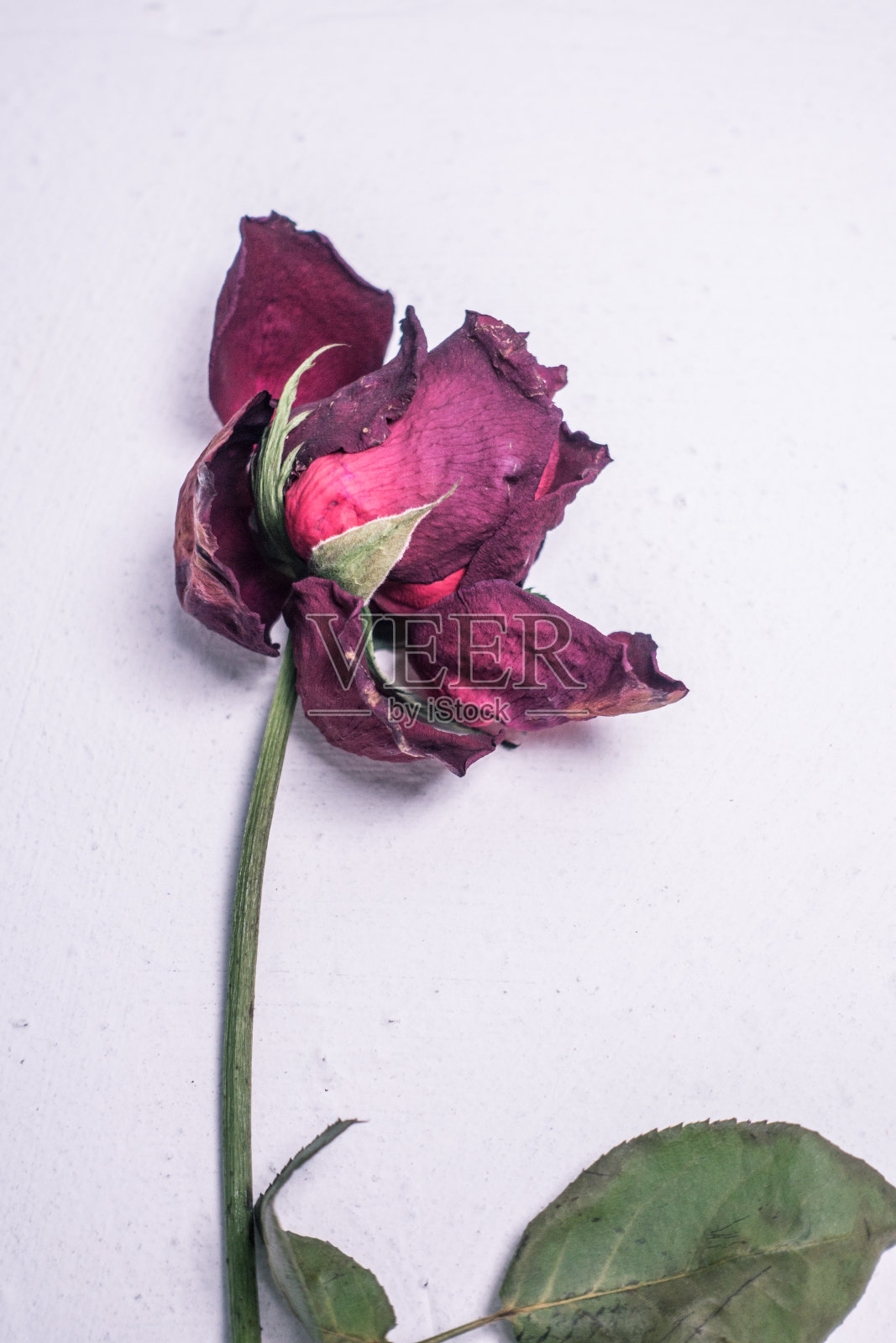 死去的玫瑰照片摄影图片