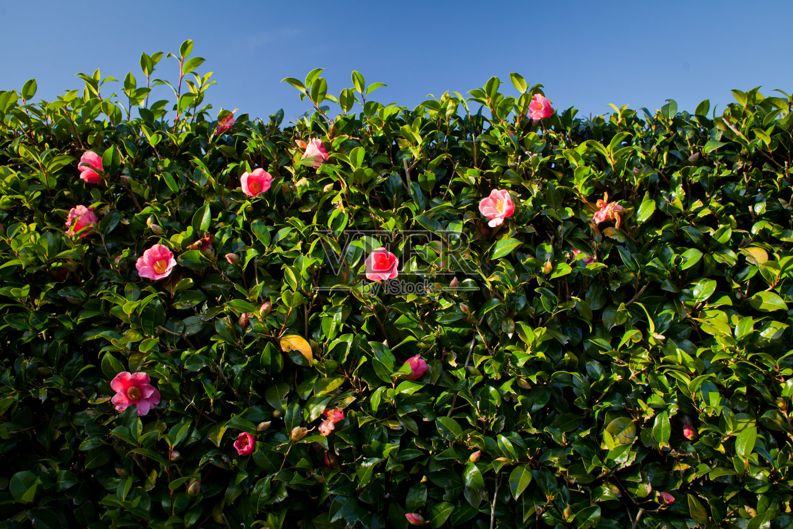 山茶-一种美丽的树篱植物照片摄影图片