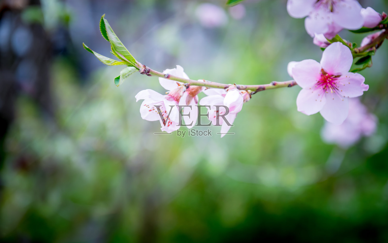 翠绿的春园里桃花朵朵照片摄影图片