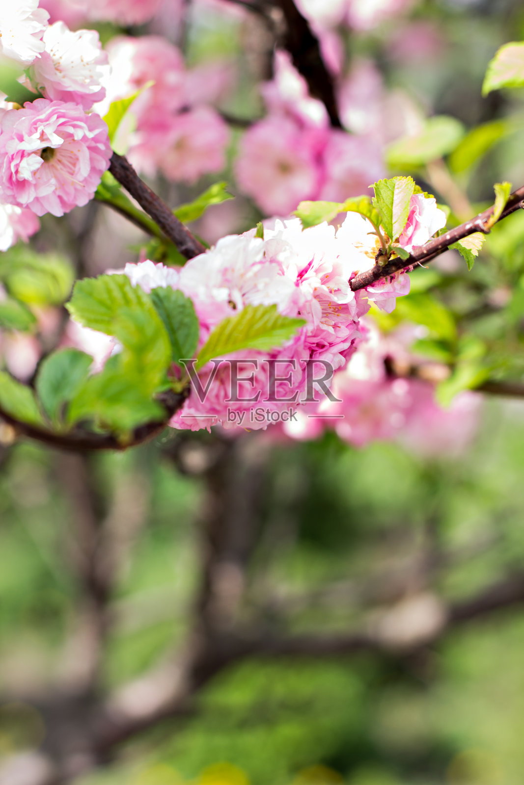 樱花的树的花。照片摄影图片