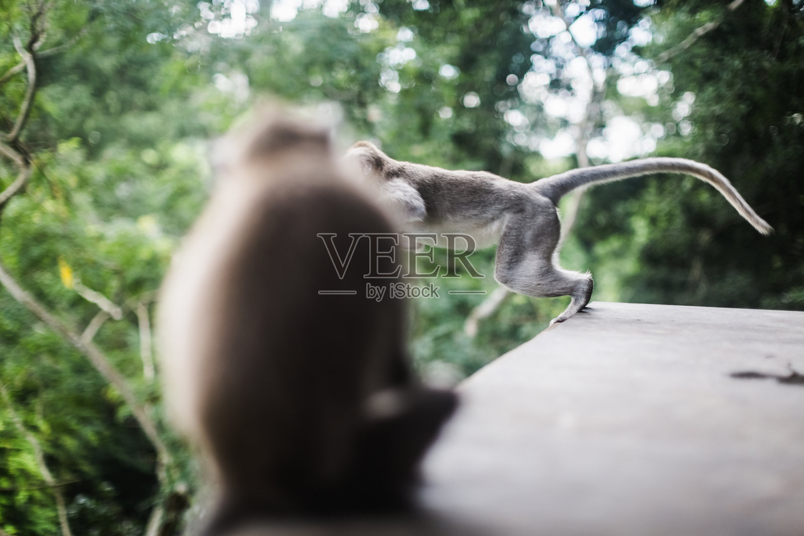 印度尼西亚巴厘岛的猴子照片摄影图片