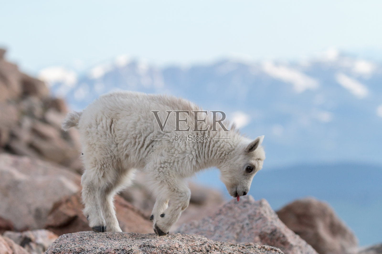 科罗拉多落基山脉的野山羊照片摄影图片
