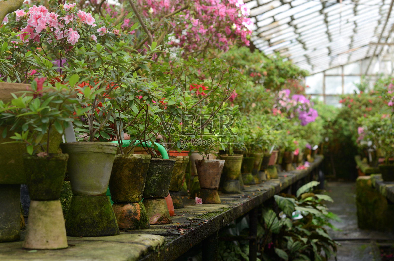 杜鹃花和热带植物生长在一个老式温室里。照片摄影图片