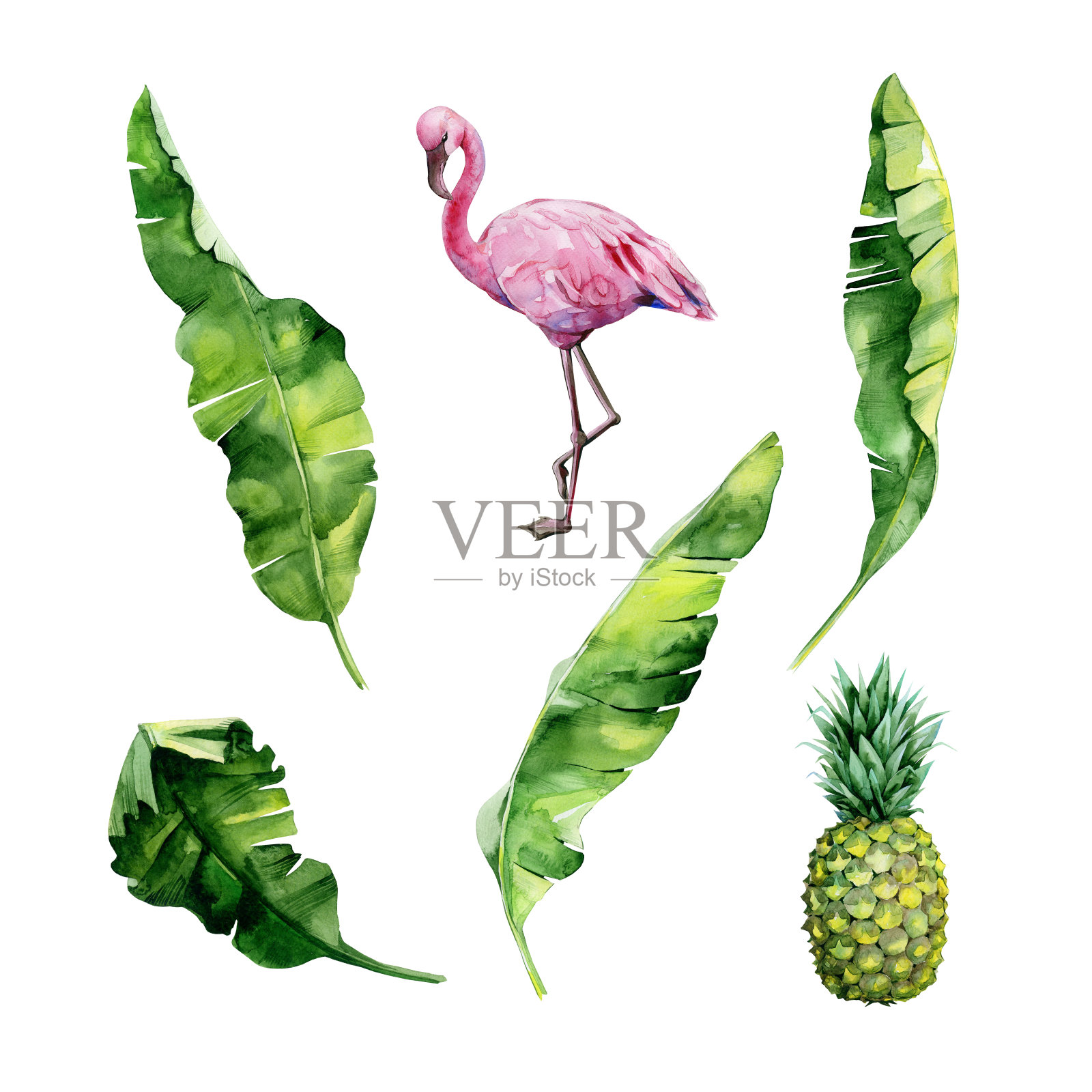 水彩画一套热带树叶，茂密的丛林，火烈鸟和菠萝。插画图片素材