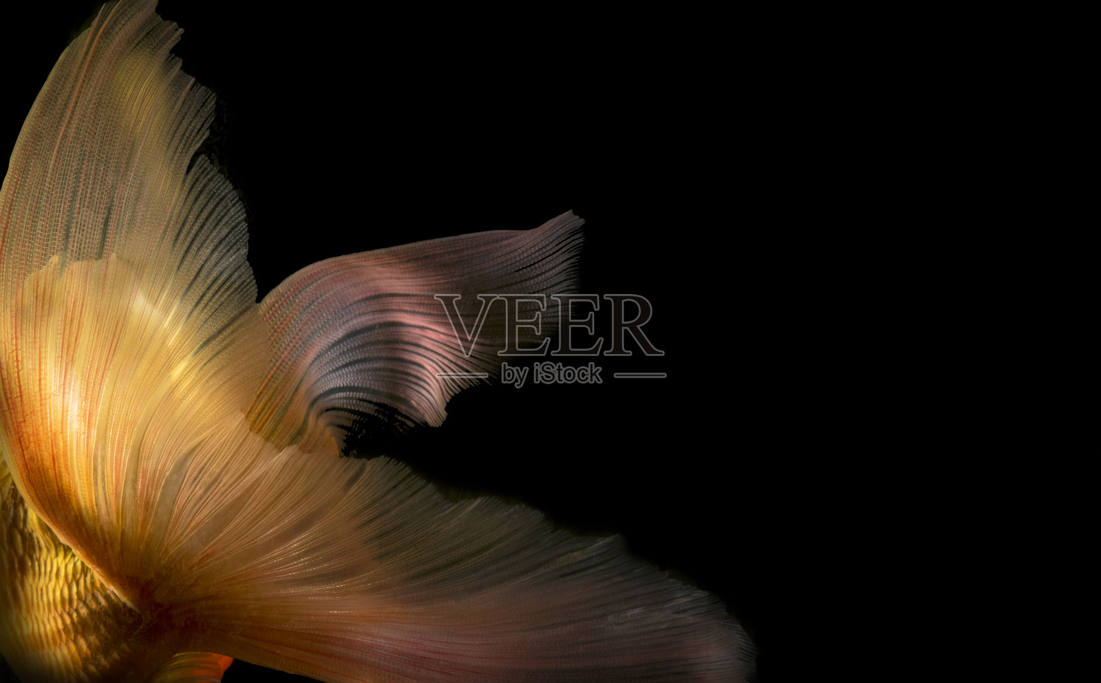 金鱼孤立在黑色背景上照片摄影图片